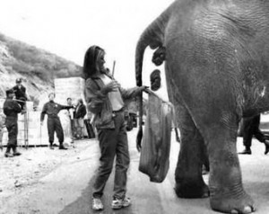 Слоновий навоз