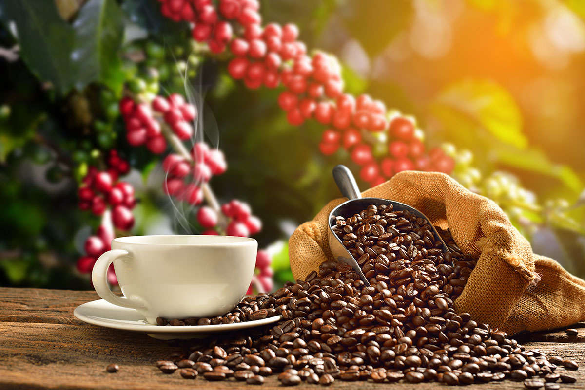 Кофе: только из 4 сортов возникает целая вселенная ароматов и вкусов