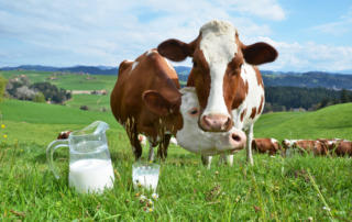 В России производство молока подорожало на 18%
