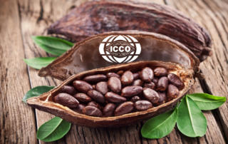 ICCO производство какао в 202122 году упало из-за погоды и болезней
