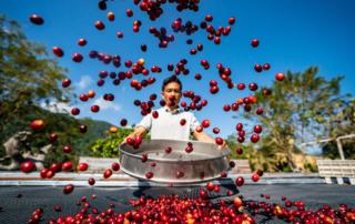 В 2023 году китайский экспорт кофейных зерен пуэр вырастет