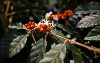 Исследование UCL: растения кофе и какао подвергаются риску полной потери опылителей