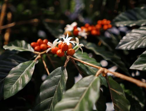 Исследование UCL: растения кофе и какао подвергаются риску полной потери опылителей