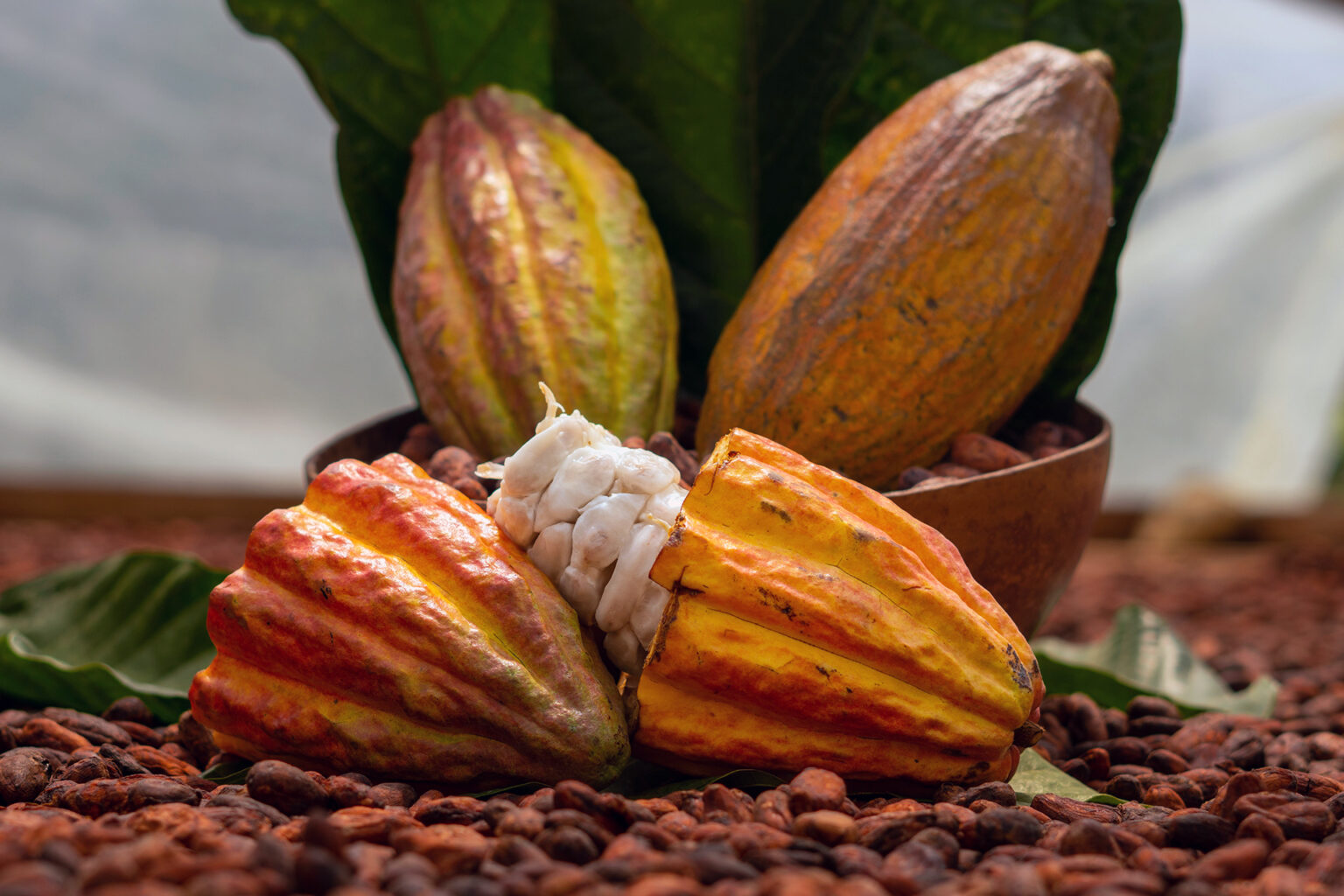 Колумбия на перепутье с какао