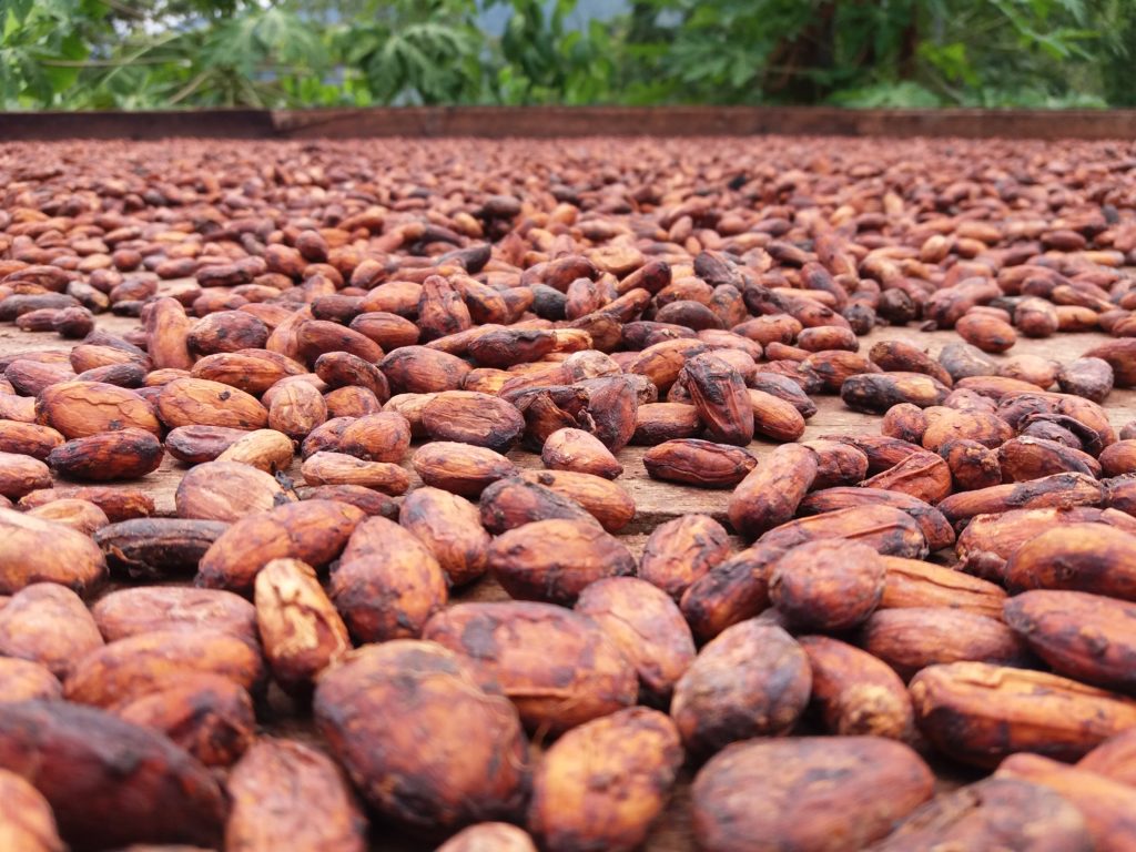 Колумбия на перепутье с какао
