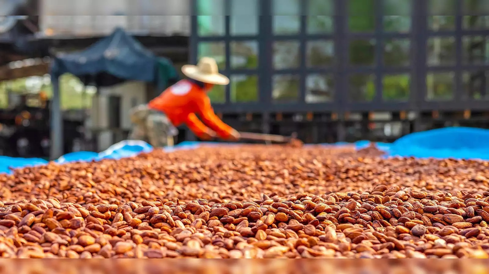 Ведущий мировой производитель кофе хочет доминировать и с какао