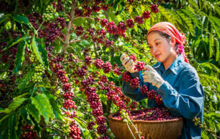 Фьючерсы на кофе робуста растут на фоне новых погодных проблем