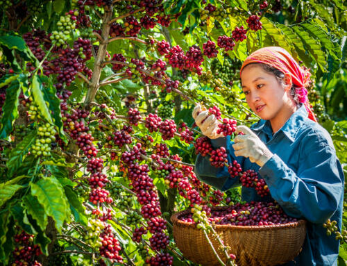 Фьючерсы на кофе робуста растут на фоне новых погодных проблем