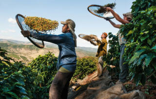 Lavazza выпускает новый сорт регенеративного кофе La Reserva de ¡Tierra!