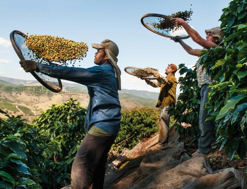 Lavazza выпускает новый сорт регенеративного кофе La Reserva de ¡Tierra!